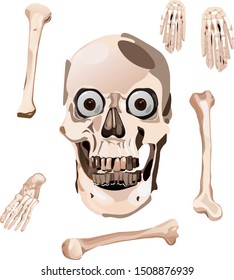 Set of illustration of human bones and Skull, for Halloween elements and decoration