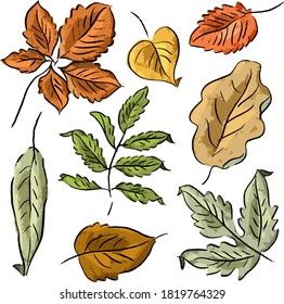 Set illustration with isolated autumn leaves