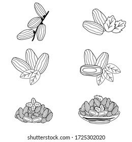 set of Illustration Kurma arab date fruits ramadan iftar vector compilation
