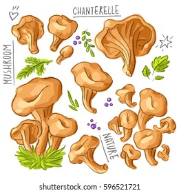 Set illustration with mushrooms chanterelles and lettering