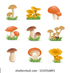 Set illustration  mushrooms. Edible mushrooms Chanterelles, white fungus, boletus. Oyster mushrooms. vegetable healthy food. isolated on white background. 