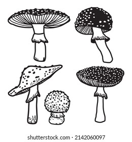 Set Illustration of mushrooms growing in the forest. Hand drawn mushroom. Doodle illustration mushroom.Forest poisonous mushroom, Medicinal plant.