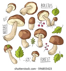 Set illustration with mushrooms and lettering