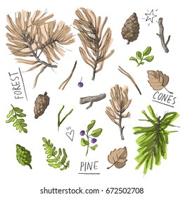 Set illustration with pine branches, cones, branches, blueberries and lettering