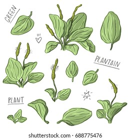 Set illustration with plantain and lettering