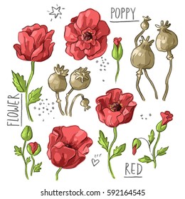 Set illustration with poppy and lettering