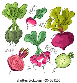 Set illustration with radish, beetroot and lettering