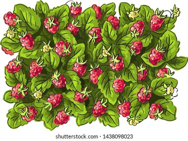 Set illustration with raspberry and leaves, garden with raspberries, textile pattern