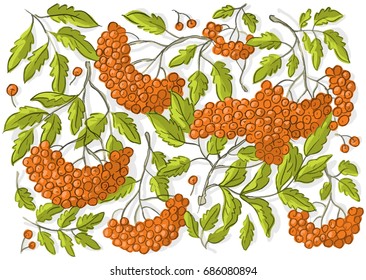 Set illustration with rowan berries and leaves