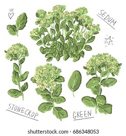 Set illustration with sedum, succulent and stonecrop