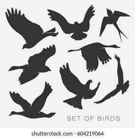 set of illustration of silhouettes of birds