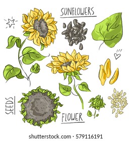 Set illustration with sunflowers, seeds and lettering