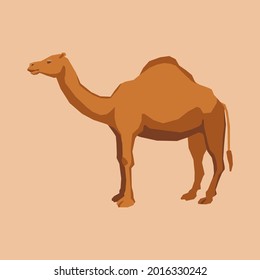 set illustration vector graphic of cartoon animal camel
