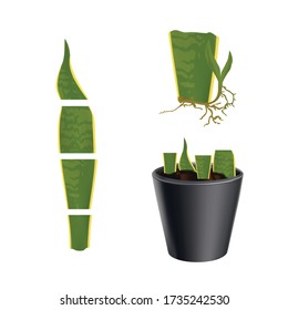 Set illustration Vegetative propagation of a plant Sansevieria trifasciata in pot. Isolated on white background.