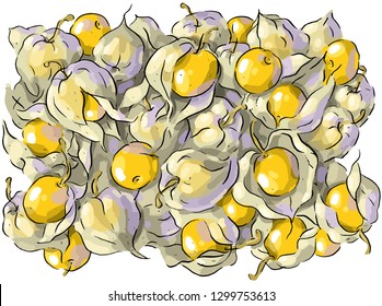 Set illustration with winter cherry and leaves