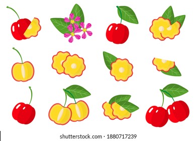 Set of illustrations with Acerola exotic fruits, flowers and leaves isolated on a white background. Isolated vector icons set.