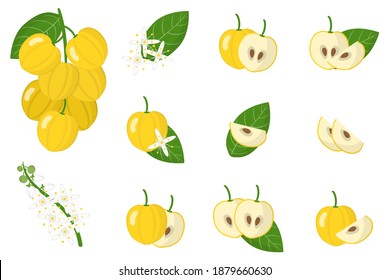Set of illustrations with Acronychia exotic fruits, flowers and leaves isolated on a white background. Isolated vector icons set.