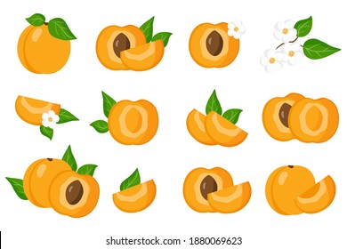 Set of illustrations with Apricot exotic fruits, flowers and leaves isolated on a white background.Isolated vector icons set.