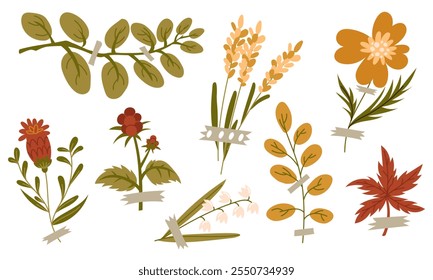 Un conjunto de ilustraciones de follaje otoñal, flores, semillas, en un estilo plano. Las hojas secas de diferentes árboles se destacan en blanco. Flora del bosque. Herbario, flores secas, almacenamiento en cinta