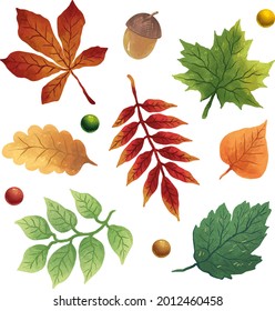 a set of illustrations with autumn leaves, acorn, oak leaf, maple, linden, elm, chestnut, walnut and berries