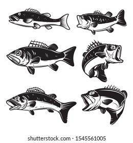 Set of Illustrations of the bass, perch fish isolated on white background. Design element for logo, label, badge, sign. Vector illustration