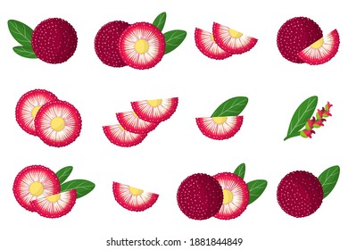 Set of illustrations with Bayberry exotic fruits, flowers and leaves isolated on a white background. Isolated vector icons set.