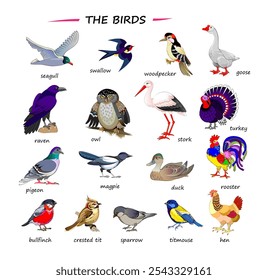 Set of illustrations of birds. Drawings for encyclopedia or for kids school textbook. Educational page for children to study English language and words. Hand drawn vector images.