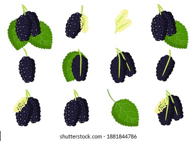 Reihe von Illustrationen mit schwarzen Maulbeeren exotische Früchte, Blumen und Blätter einzeln auf weißem Hintergrund. Isolierte Vektorsymbole.