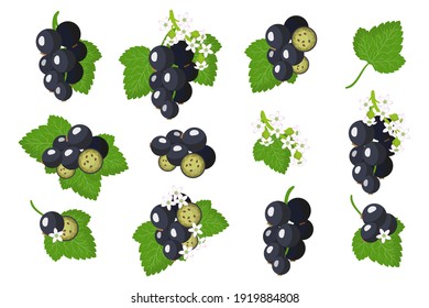 Set of illustrations with Blackcurrent exotic fruits, flowers and leaves isolated on a white background. Isolated vector icons set.