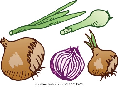 A set of illustrations of a bow with a stroke. Green and onion, in the husk and without, eps ready for use. For your design