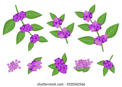 Set of illustrations with Callicarpa exotic fruits, flowers and leaves isolated on a white background. Isolated vector icons set.