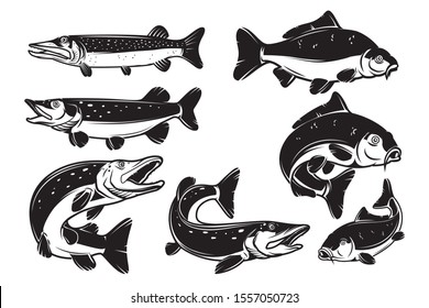 Set of Illustrations of the carp, pike fish isolated on white background. Design element for logo, label, badge, sign. Vector illustration