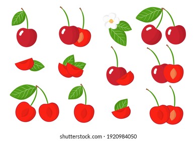 Set of illustrations with Cherry exotic fruits, flowers and leaves isolated on a white background. Isolated vector icons set.