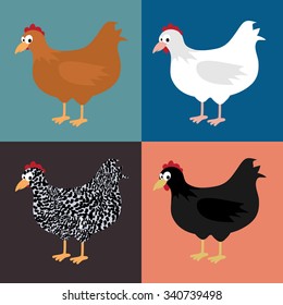 Set of illustrations with chickens in flat design