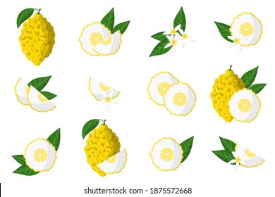 Set of illustrations with citron exotic citrus fruits, flowers and leaves isolated on a white background. Isolated vector icons set.