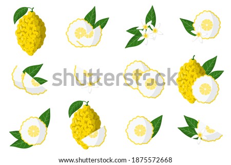 Set of illustrations with citron exotic citrus fruits, flowers and leaves isolated on a white background. Isolated vector icons set.