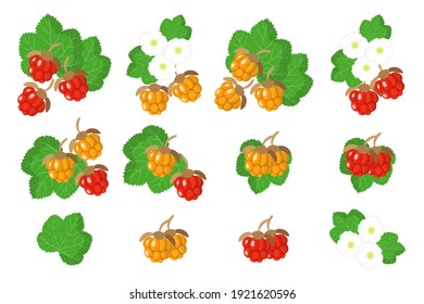 Conjunto de ilustraciones con frutos exóticos de la Nududberry, flores y hojas aisladas en un fondo blanco. Conjunto de iconos vectoriales aislados.