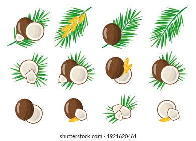 Conjunto de ilustraciones con frutas exóticas de Coconut, flores y hojas aisladas en un fondo blanco. Conjunto de iconos vectoriales aislados.