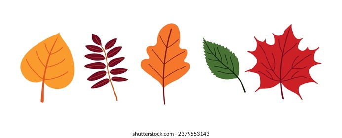 Set of illustrations of colorful autumn leaves. Vector.