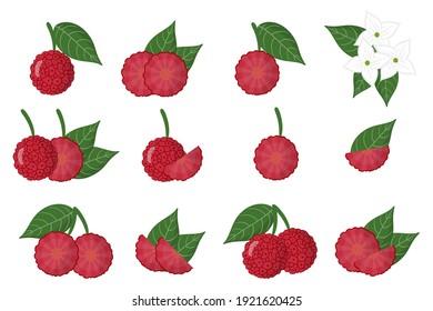 Set of illustrations with Cornus capitata exotic fruits, flowers and leaves isolated on a white background. Isolated vector icons set.