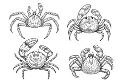 Set of Illustrations of crabs in engraving style. Design element for logo, emblem, sign, poster, card, banner. Vector illustration