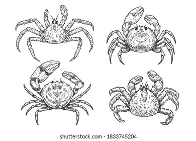 Set of Illustrations of crabs in engraving style. Design element for logo, emblem, sign, poster, card, banner. Vector illustration