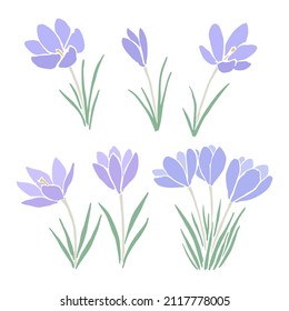 Set of illustrations of crocus flowers