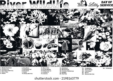 Set of illustrations depic the river wildlife in Ireland. Vector illustration
