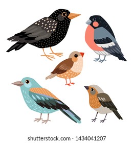 Set illustrations with different birds. Freehand drawing