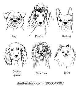 A set of illustrations of dog breeds: pug, poodle, bulldog, spaniel, shih tzu, pomeranian. 