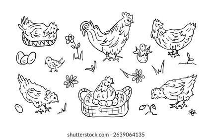 A set of illustrations of Domestic birds, Chickens, chicks, rooster, eggs in doodle style. Contour illustration of a Farmyard with animals. Food production concept, eco-friendly food.