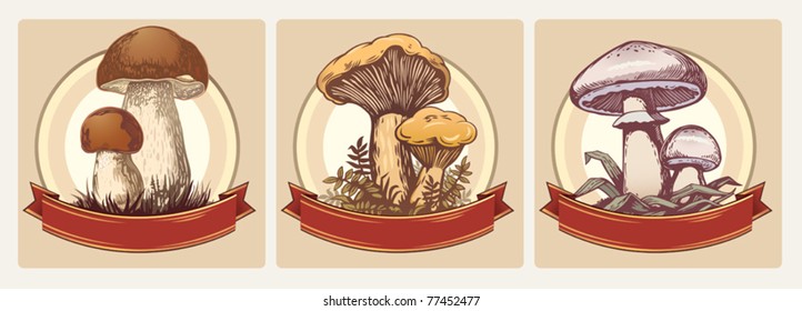 Set illustrations. Edible mushrooms.