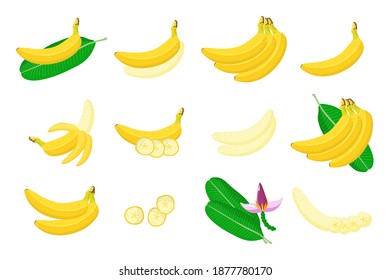 Set of illustrations with exotic fruits, flowers and leaves isolated on a white background. Isolated vector icons set.