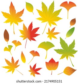 Set of illustrations of fallen leaves in autumn. Vector illustration on white background.